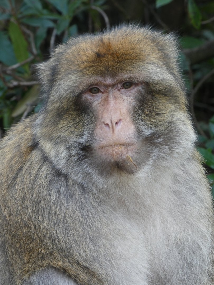 Barbary macaque portrait