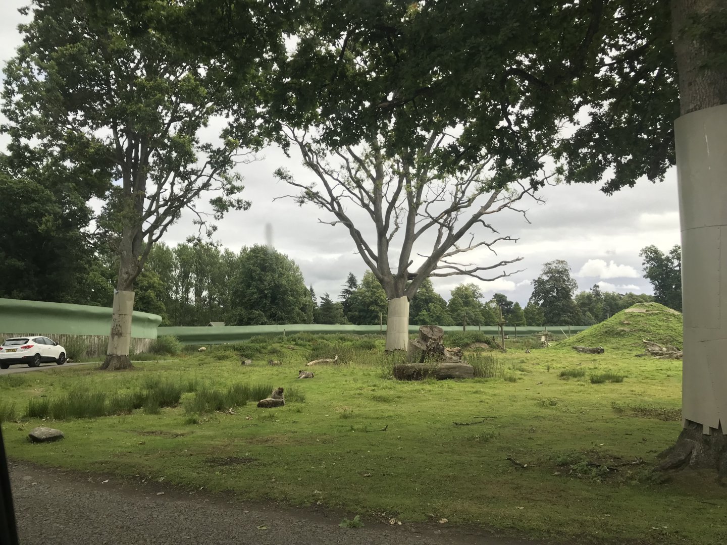 Barbary macaque reserve (3)