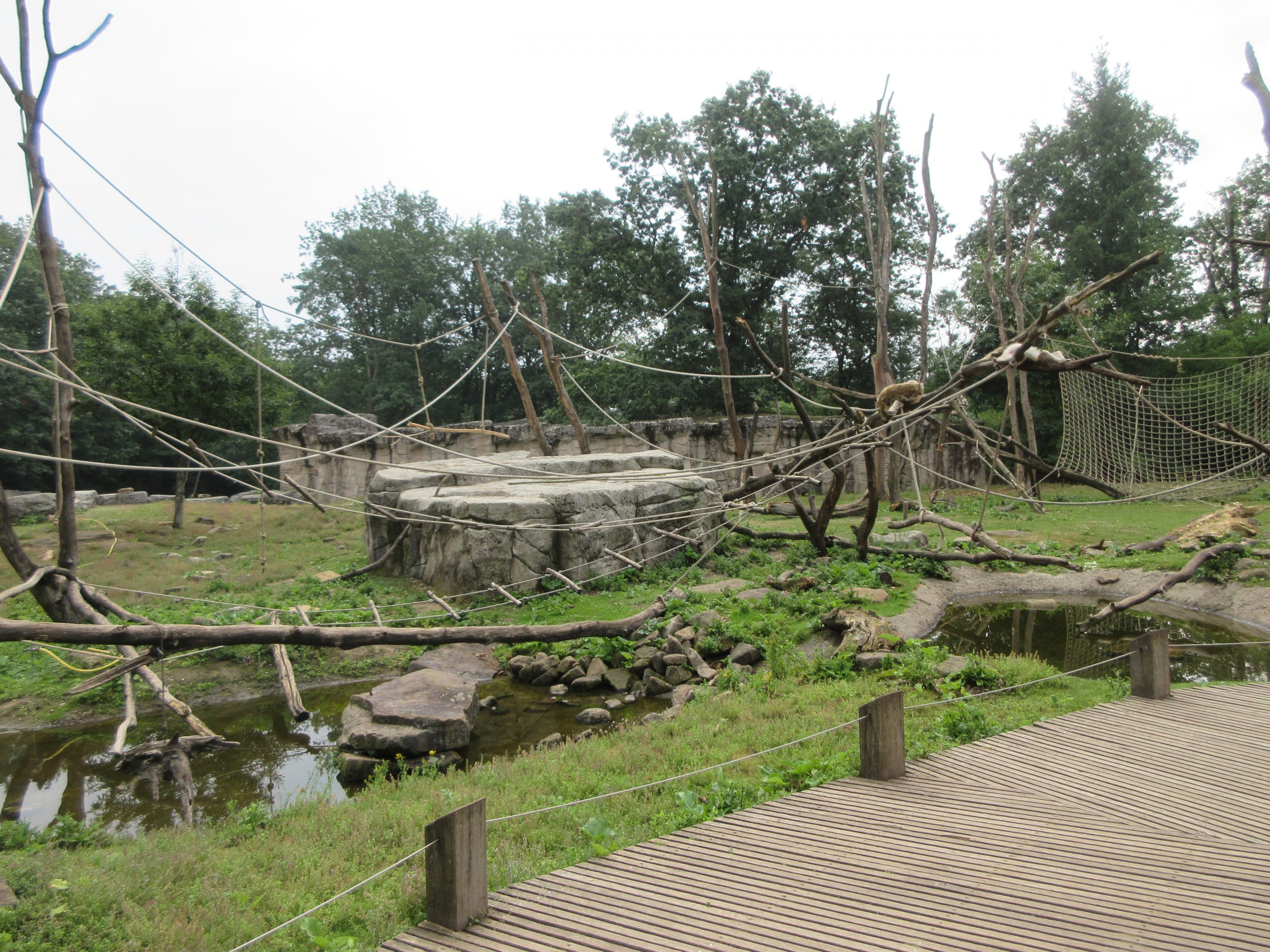 Barbary Macaque/Sahara Barbary Sheep Exhibit