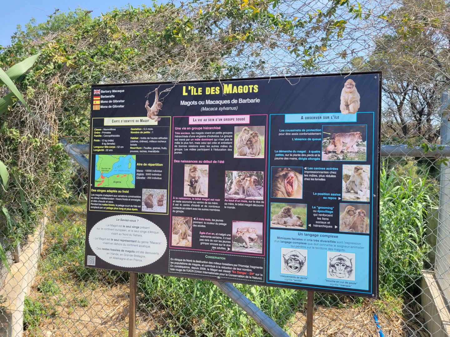 Barbary macaque sign -Réserve Africaine de Sigean (2022)
