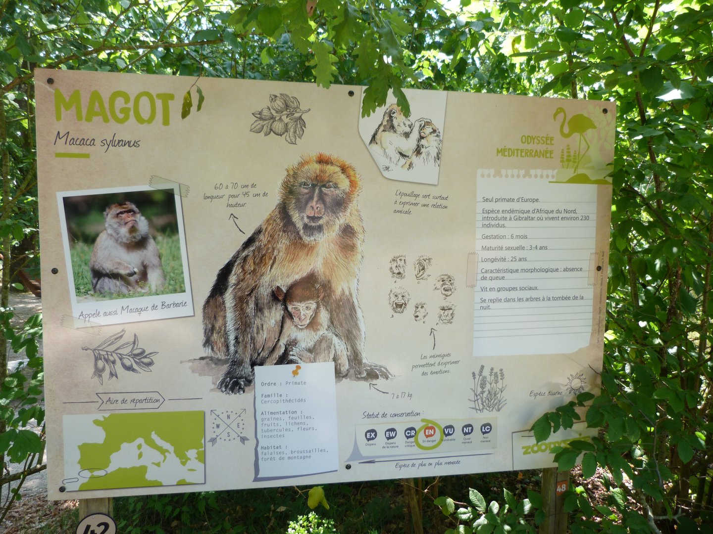 Barbary macaque sign -Zoodyssée (2025)