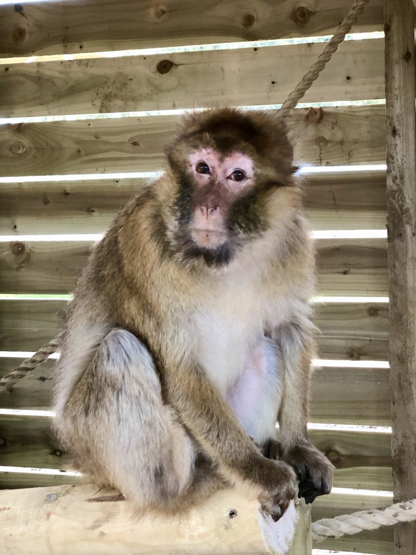 Barbary macaque, Sisi