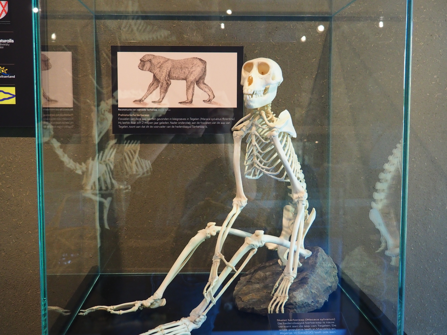 Barbary macaque skeleton display (Oct 13th, 2018)
