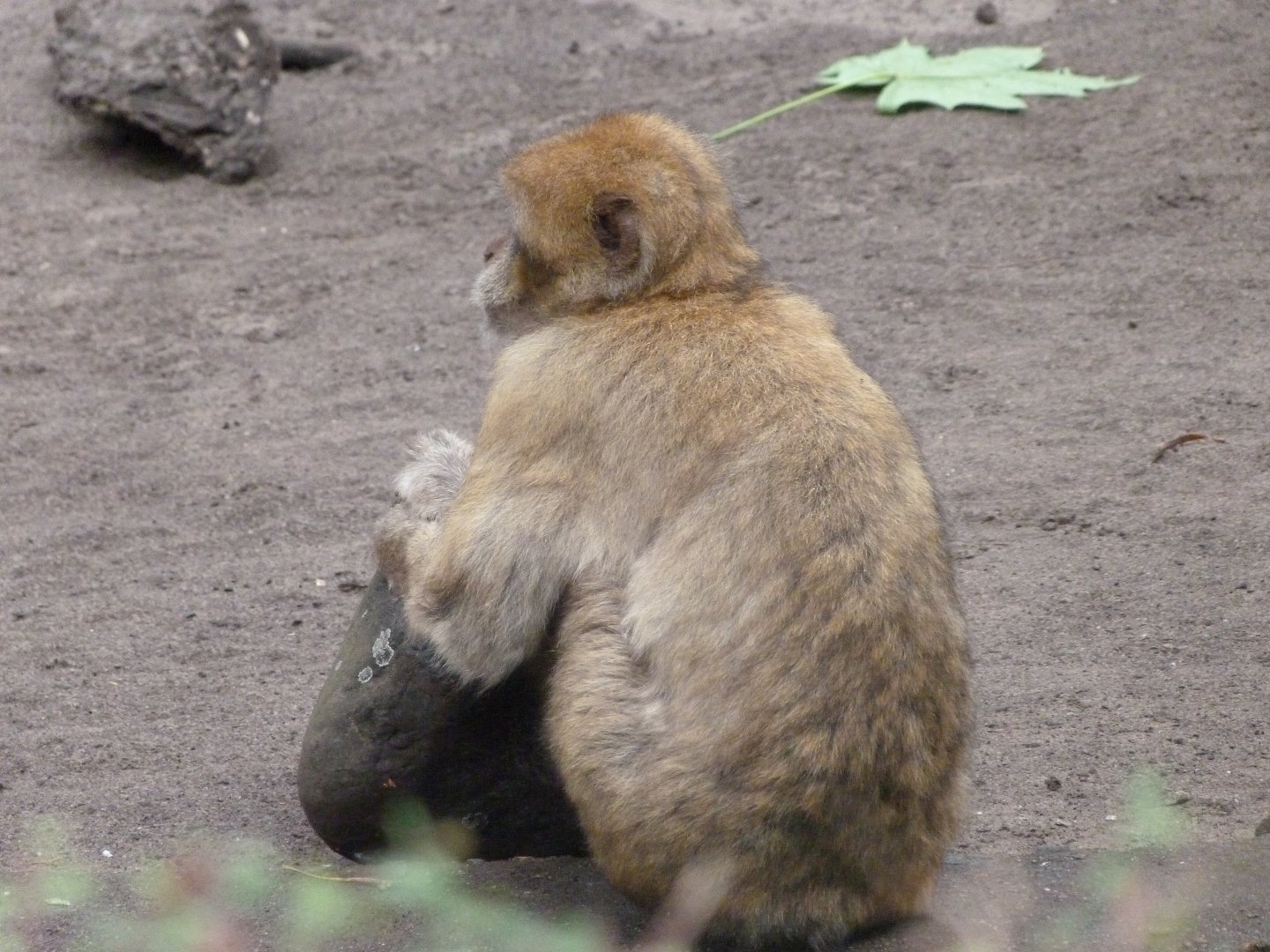 Barbary macaque -Tierpark Berlin (2024)