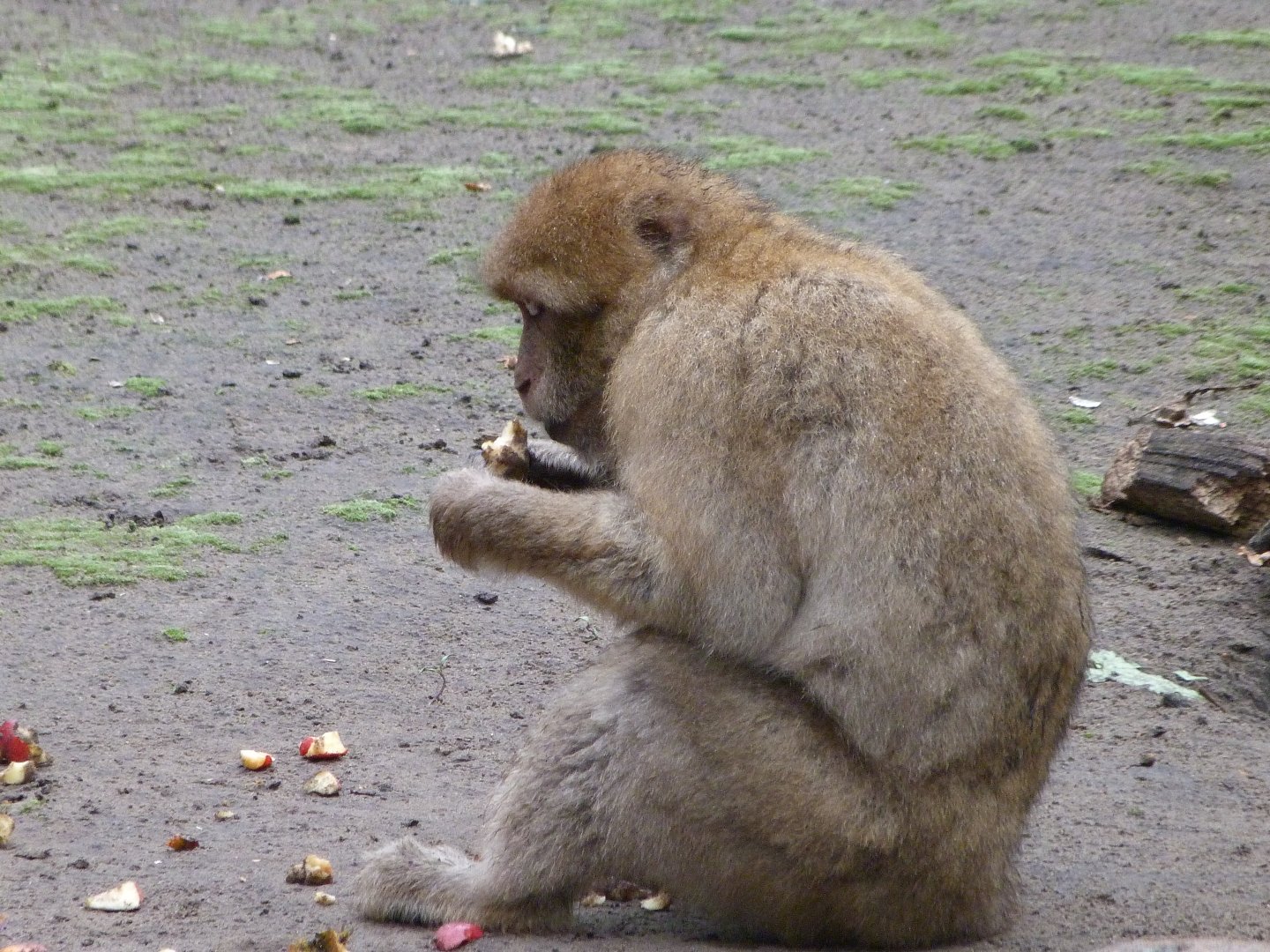 Barbary macaque -Tierpark Berlin (2024)