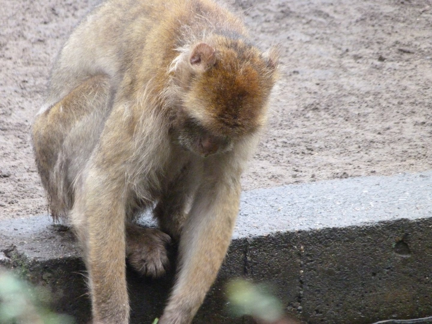 Barbary macaque -Tierpark Berlin (2024)