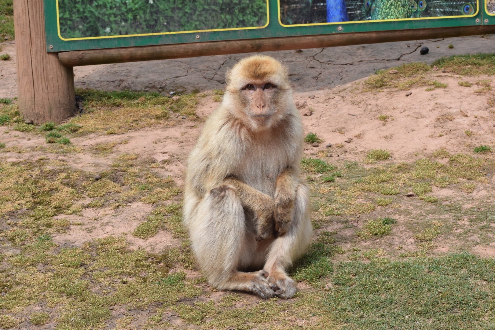 Barbary macaque - Vogelpark Steinen