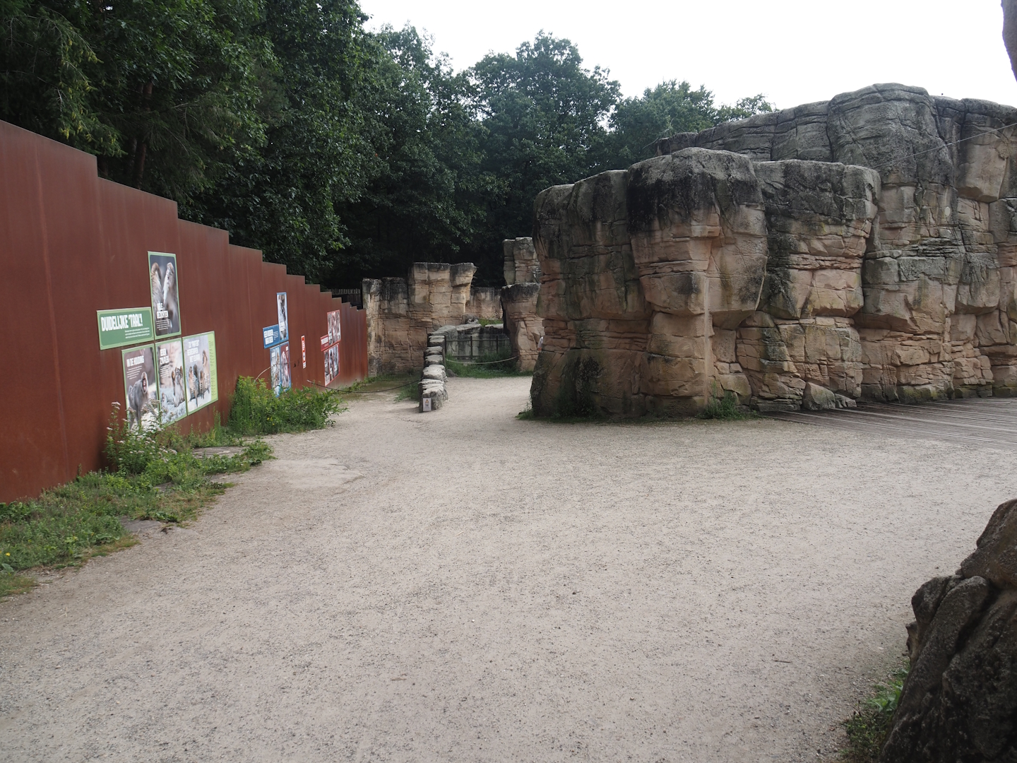 Barbary macaque walk-through area, 2024-08-18