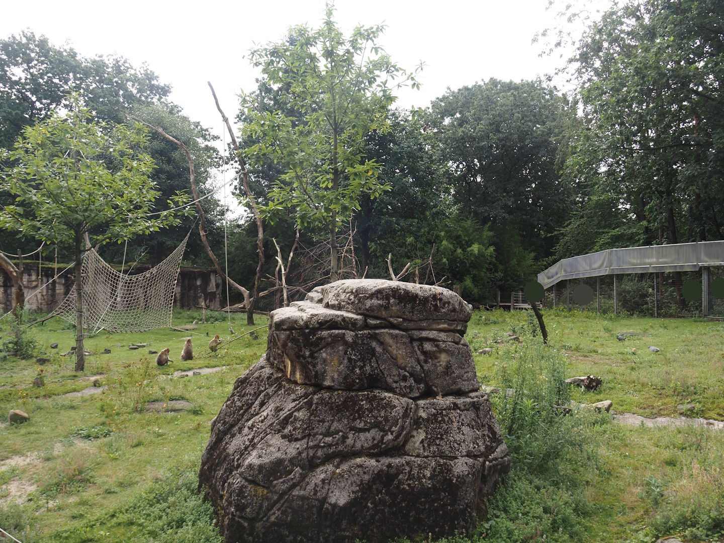 Barbary macaque walk-through area, 2024-08-18