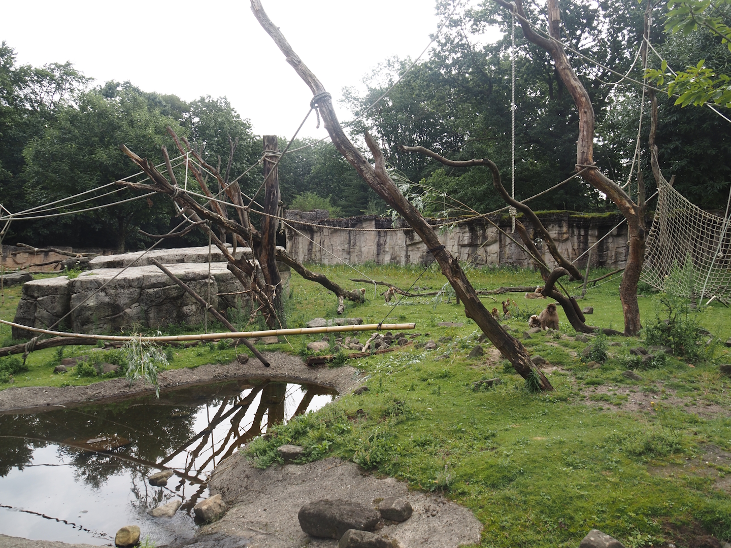 Barbary macaque walk-through area, 2024-08-18