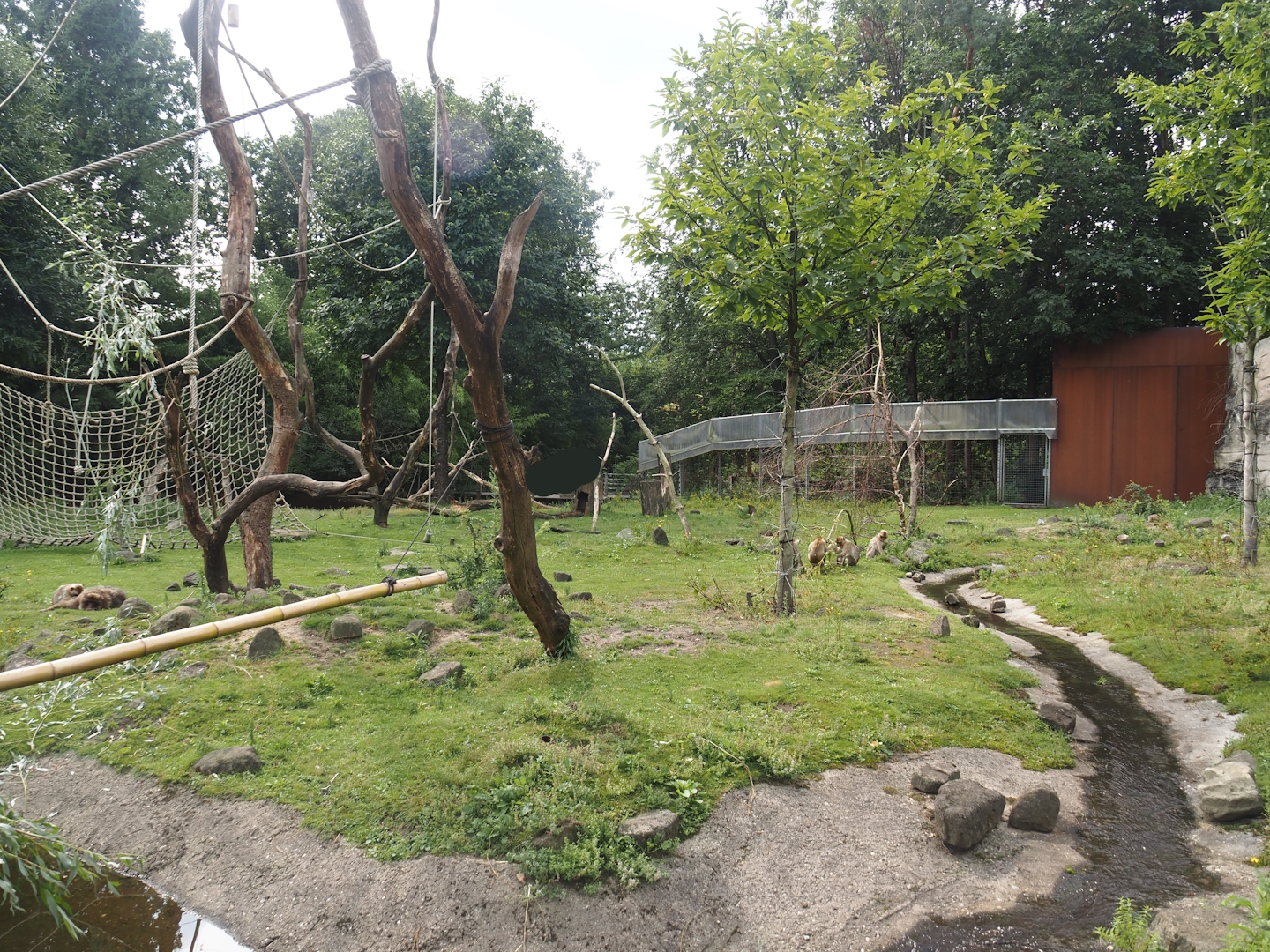 Barbary macaque walk-through area, 2024-08-18