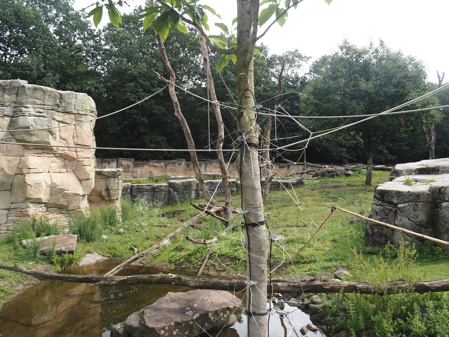 Barbary macaque walk-through area, 2024-08-18