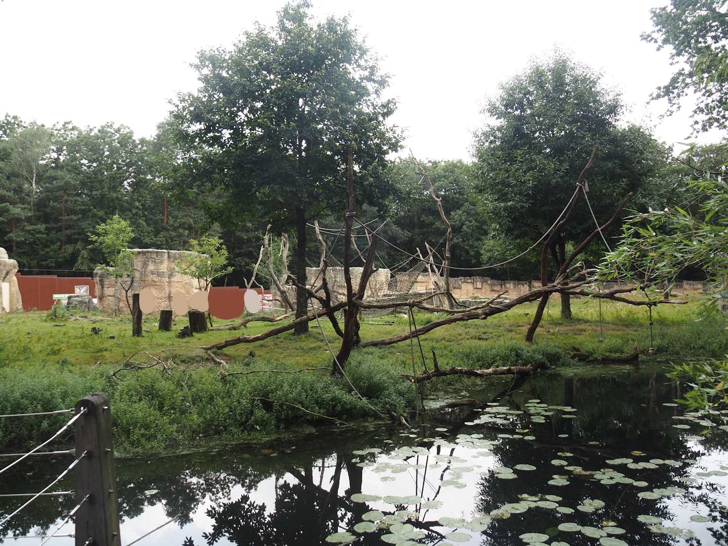 Barbary macaque walk-through area, 2024-08-18