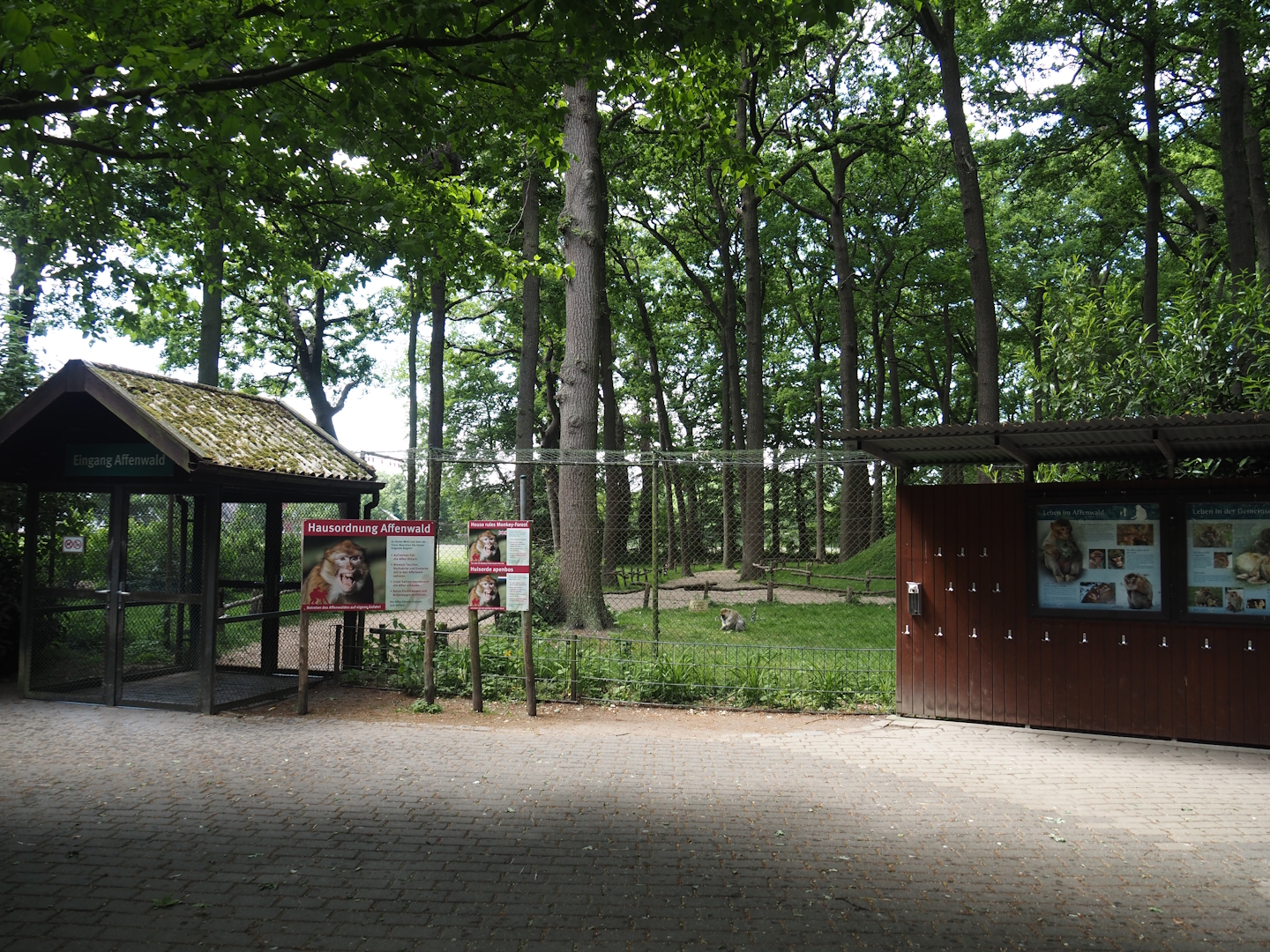 Barbary macaque walk-through exhibit, 2025-05-22
