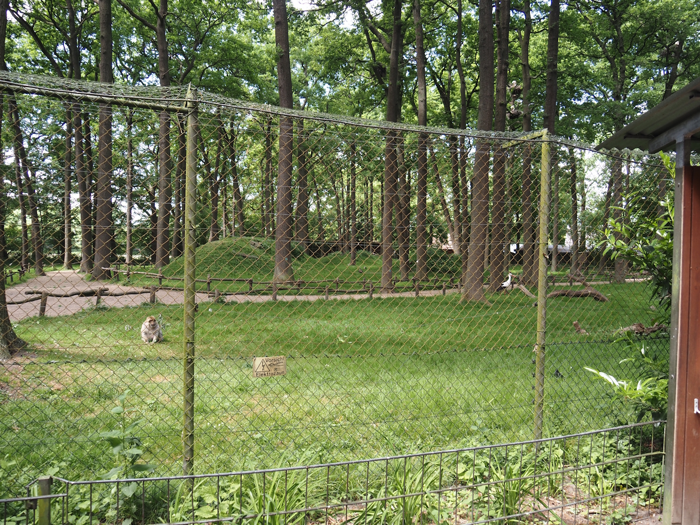 Barbary macaque walk-through exhibit, 2025-05-22
