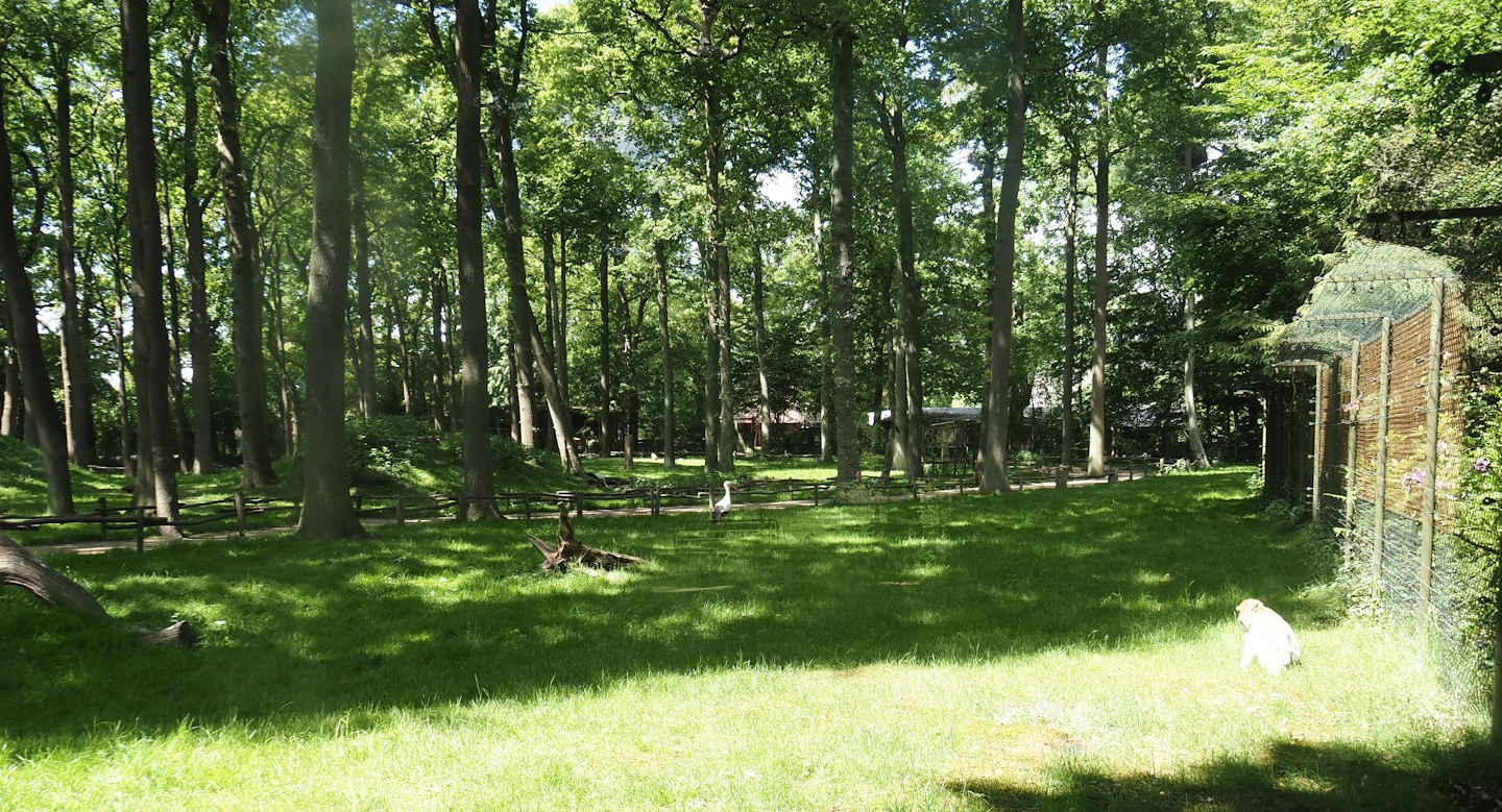 Barbary macaque walk-through exhibit, 2025-05-22