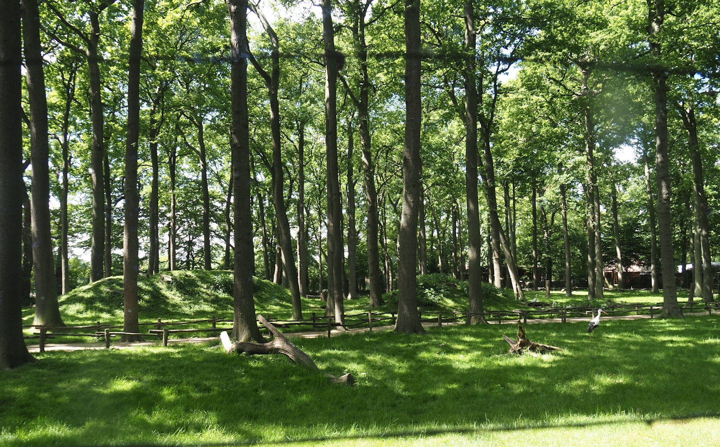 Barbary macaque walk-through exhibit, 2025-05-22