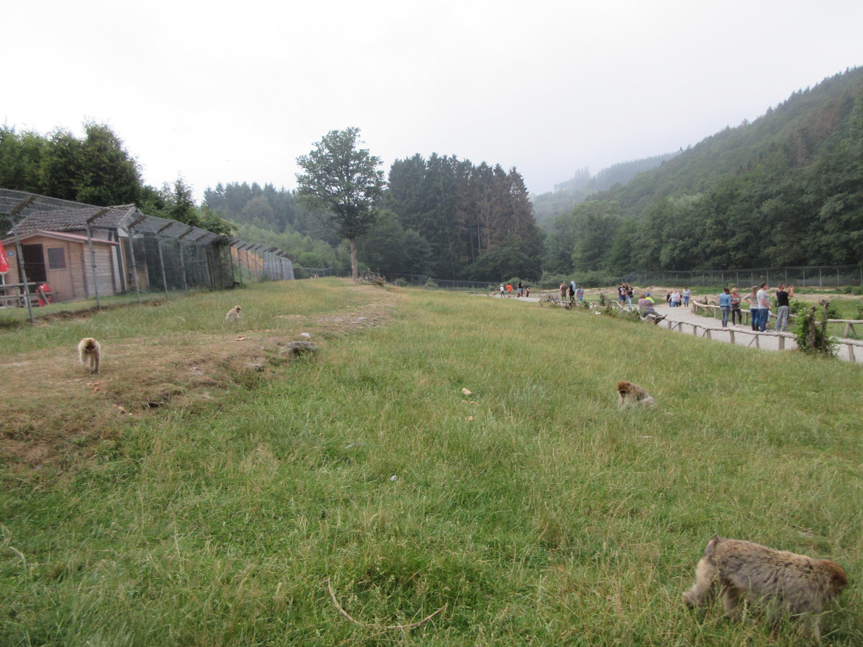 Barbary Macaque Walk-through Exhibit