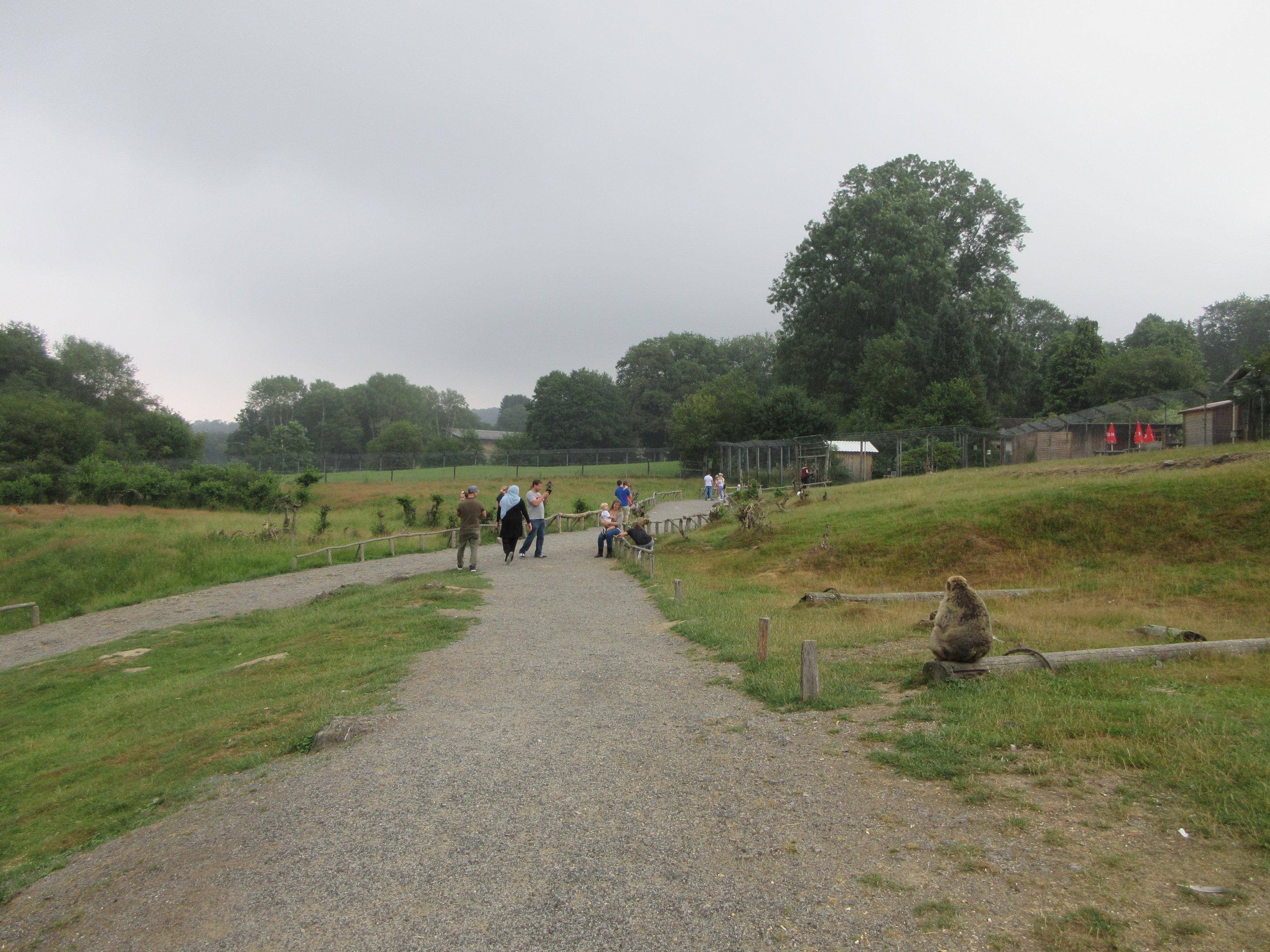 Barbary Macaque Walk-through Exhibit