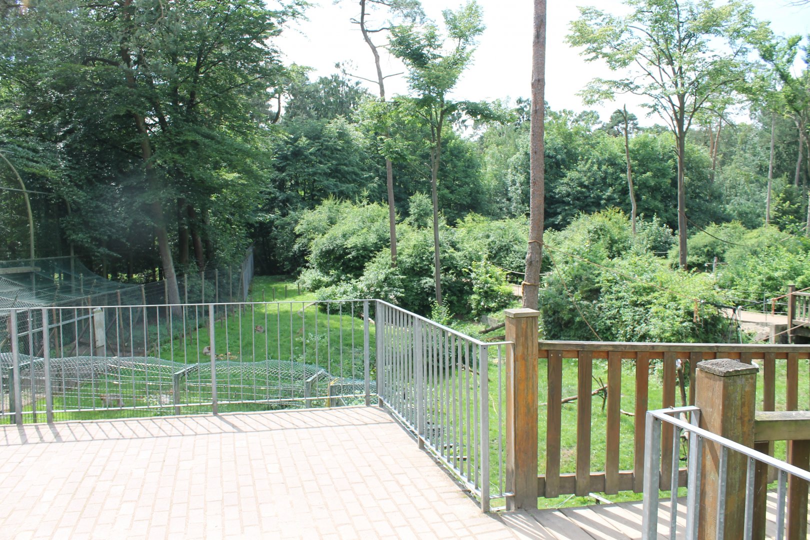 Barbary macaque walk-through