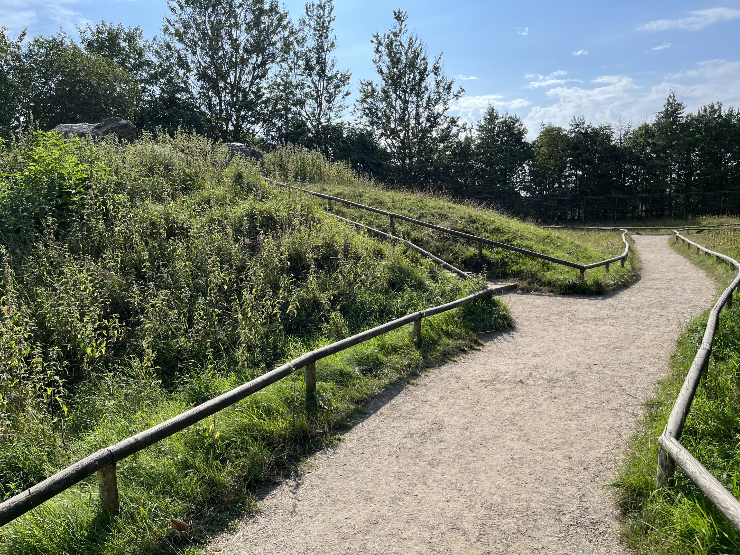 Barbary Macaque Walk Through