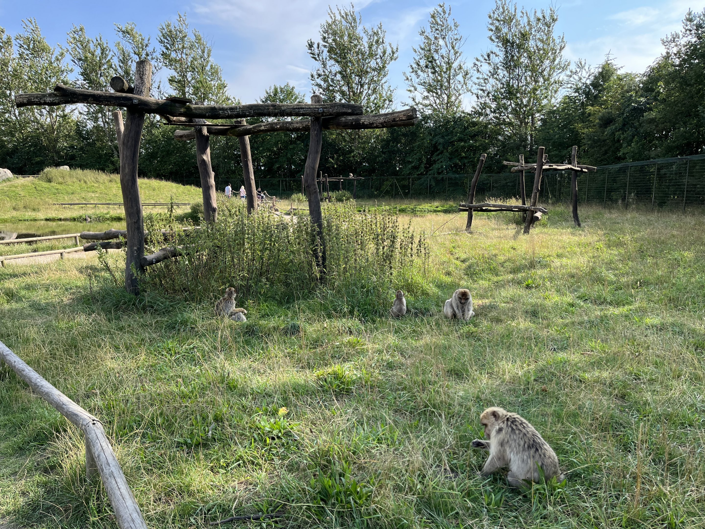 Barbary Macaque Walk Through