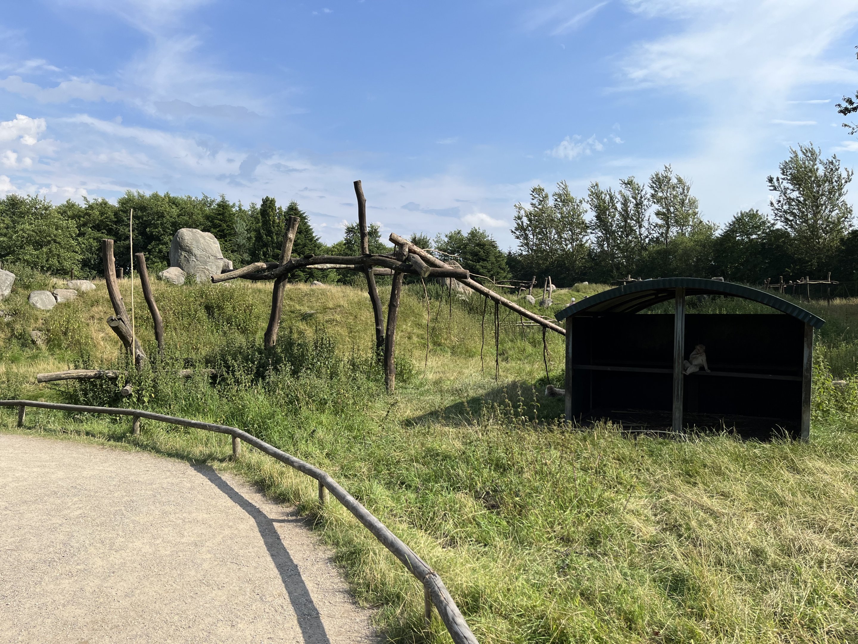 Barbary Macaque Walk Through