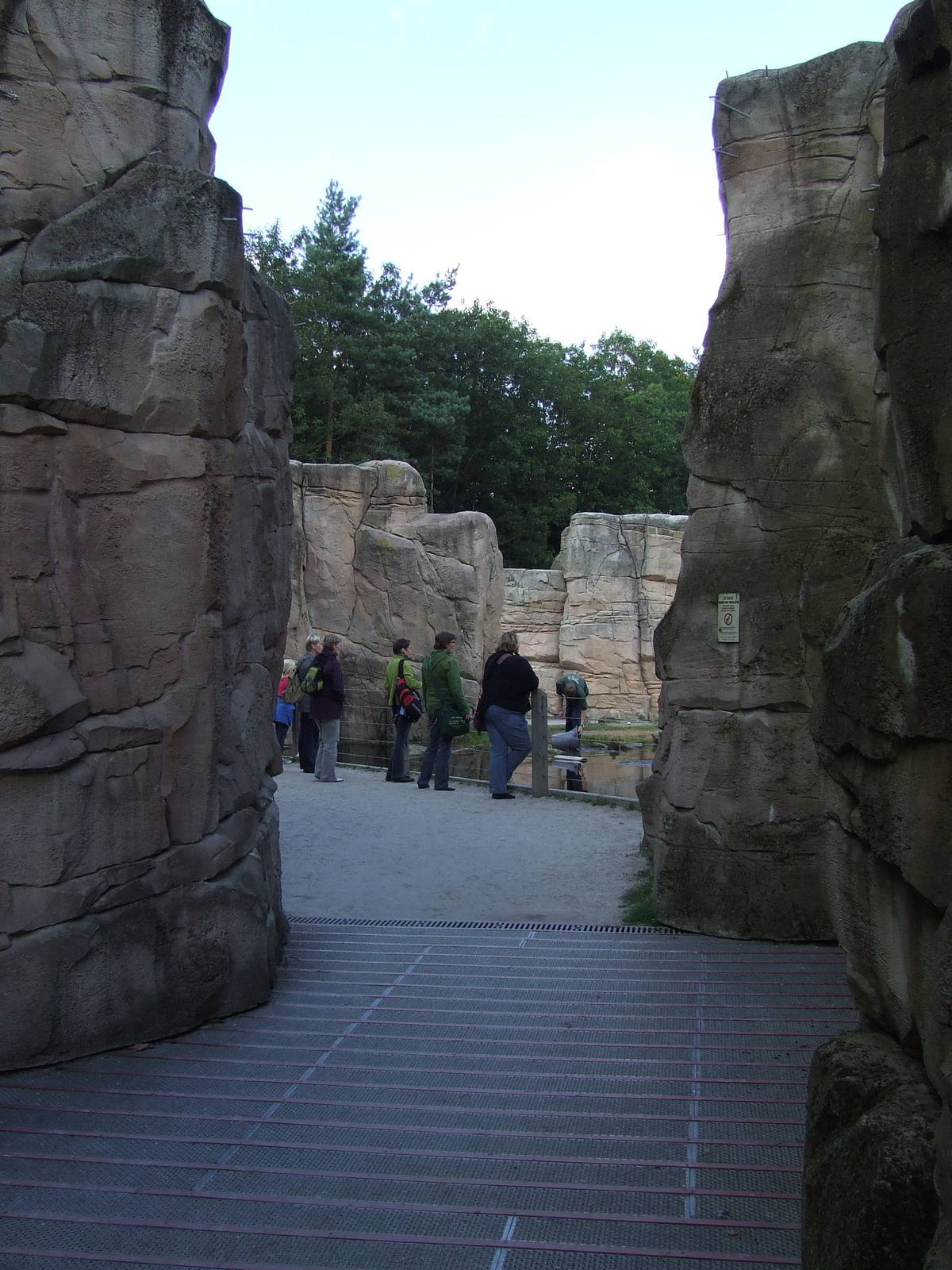 Barbary Macaque walk-through