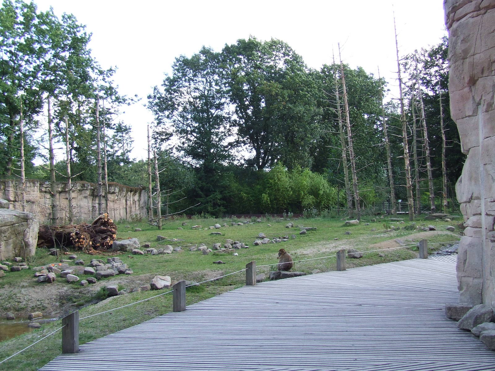 Barbary Macaque walk-through