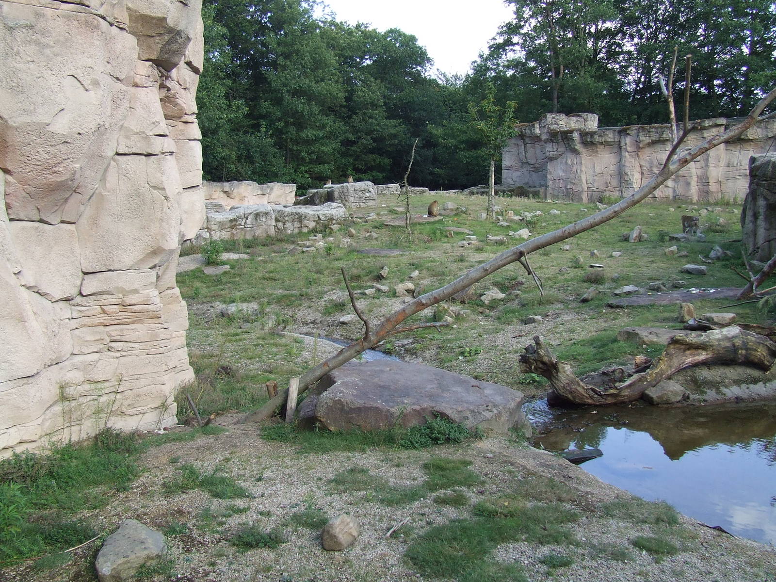 Barbary Macaque walk-through