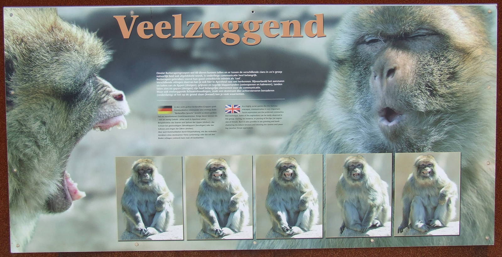 Barbary Macaque walk-through