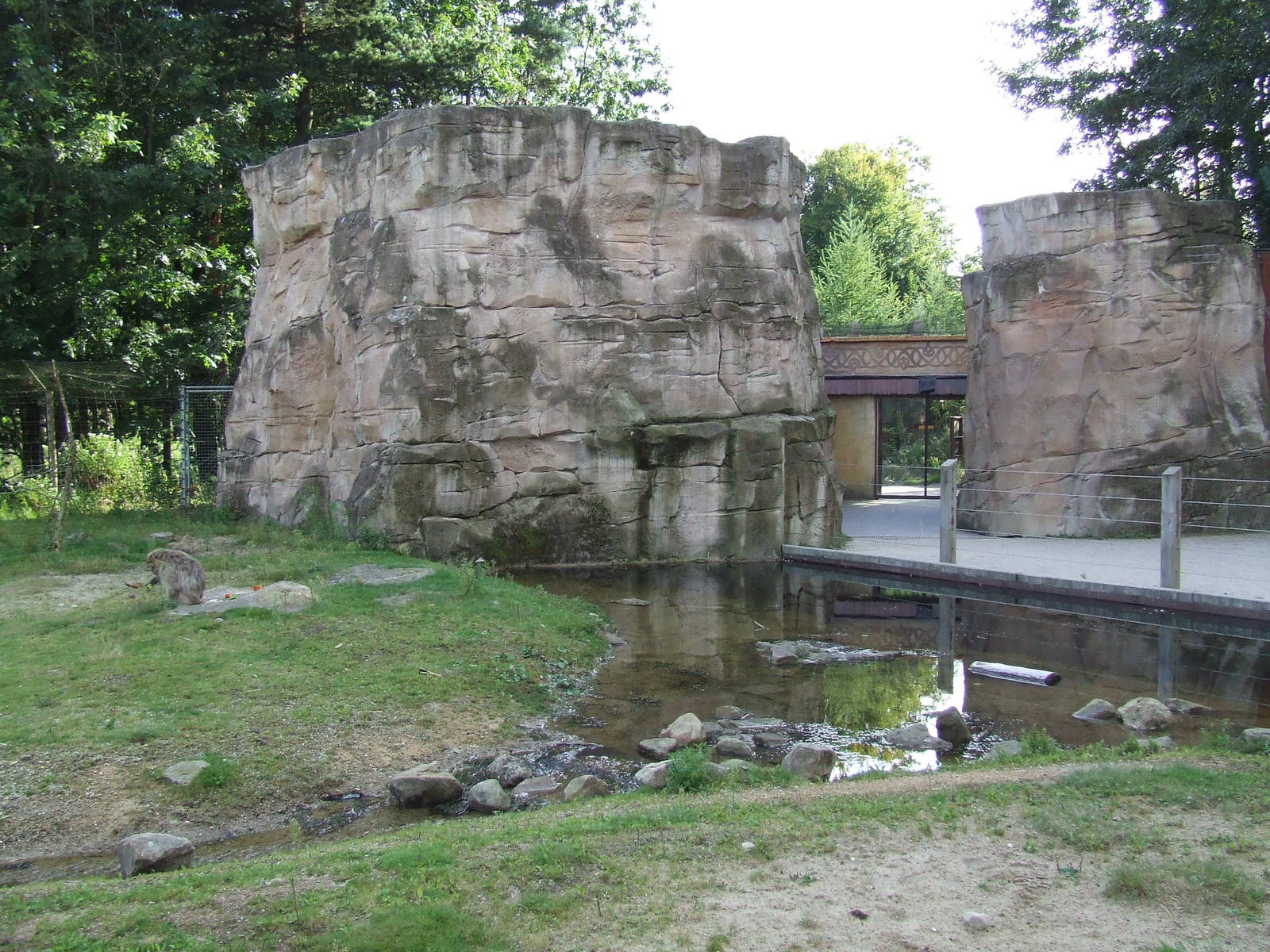 Barbary Macaque walk-through