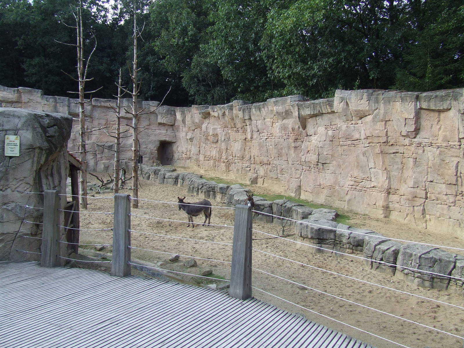 Barbary Macaque walk-through
