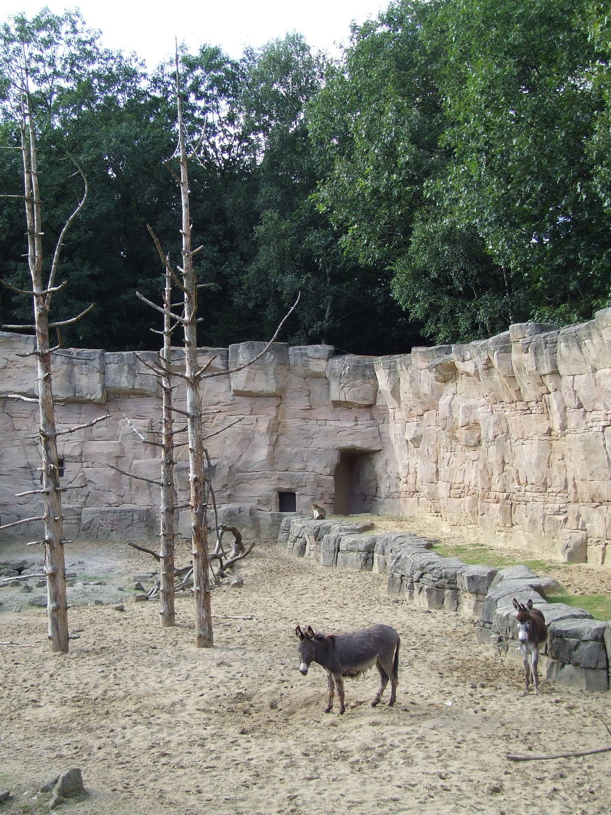 Barbary Macaque walk-through