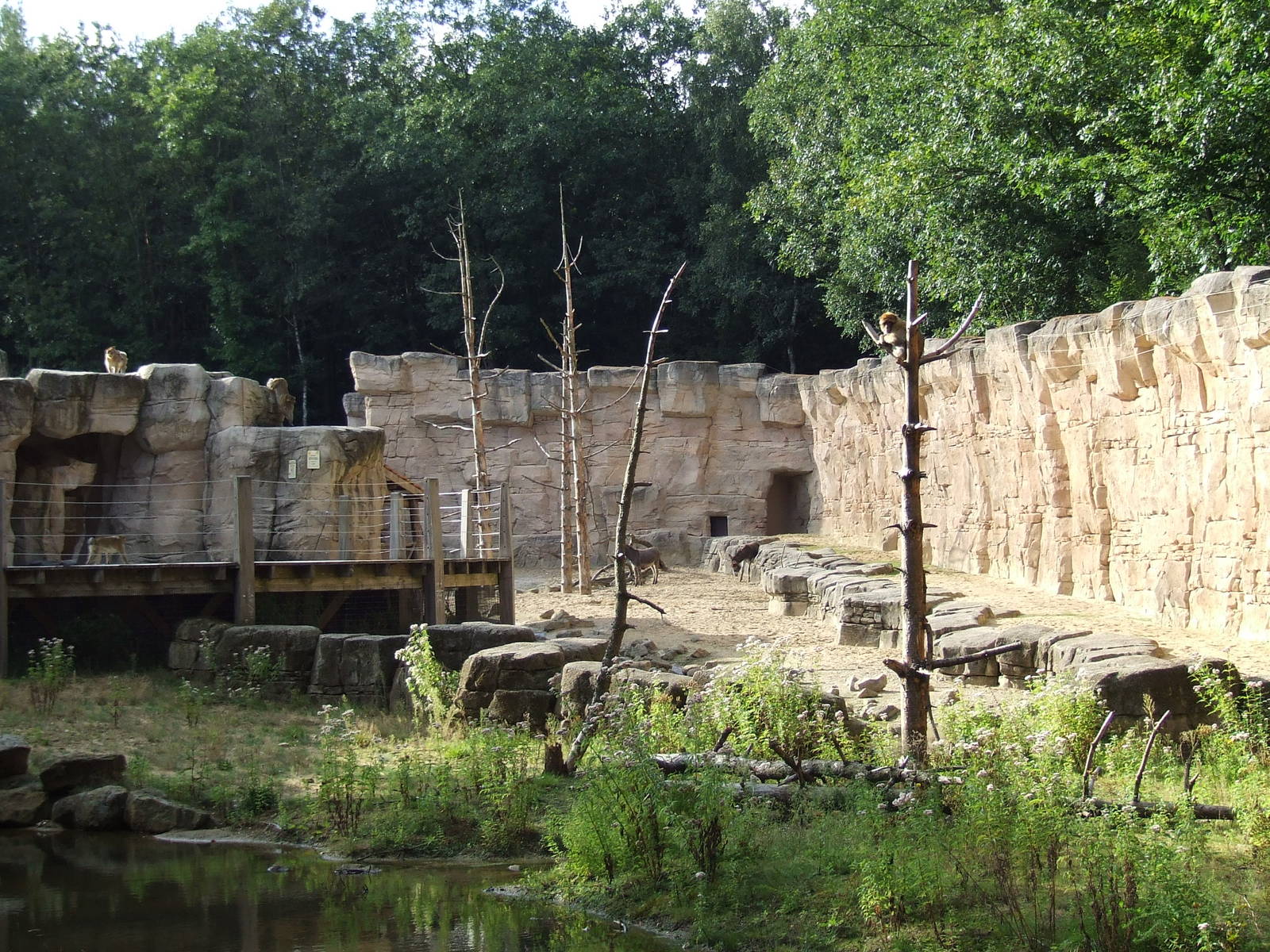 Barbary Macaque walk-through