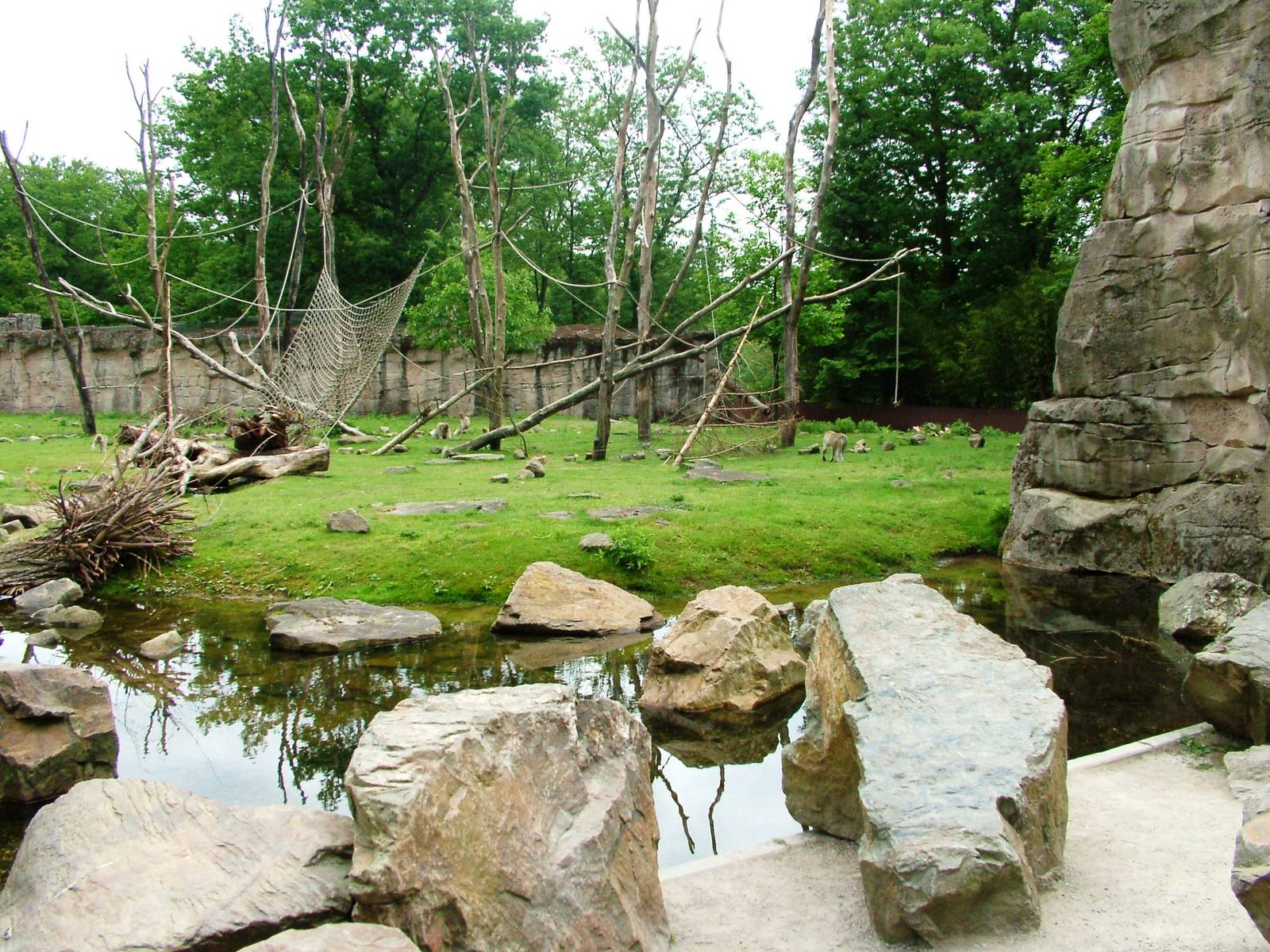 Barbary Macaque Walkthrough at Apenheul, 30/05/12