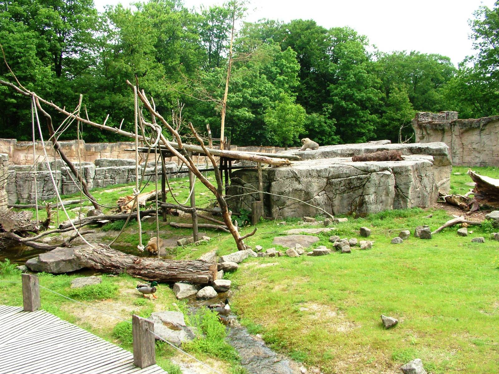 Barbary Macaque Walkthrough at Apenheul, 30/05/12