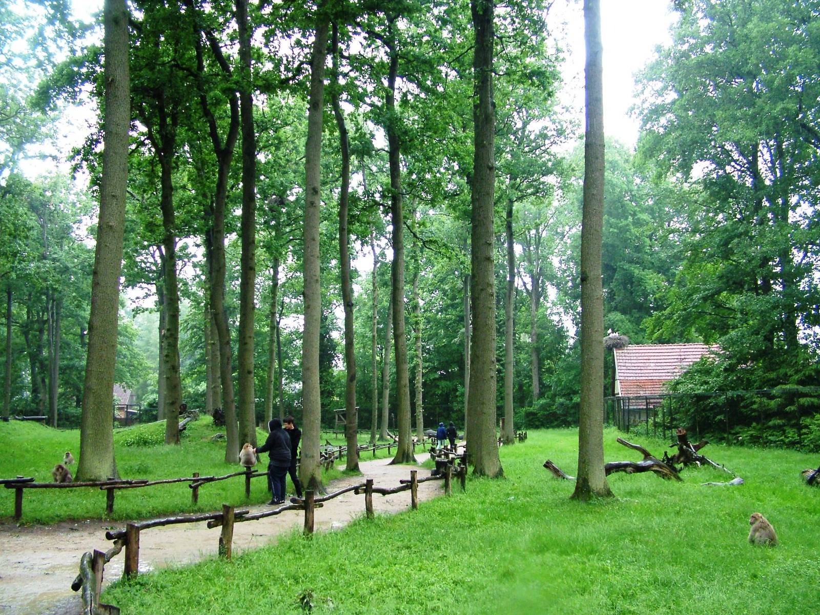 Barbary Macaque Walkthrough at Rheine, 03/06/12