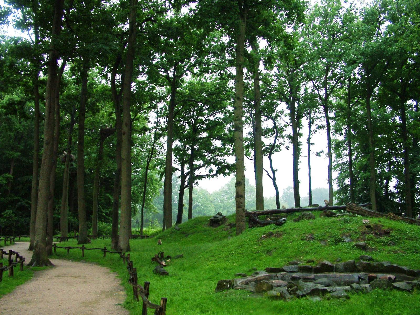 Barbary Macaque Walkthrough at Rheine, 03/06/12