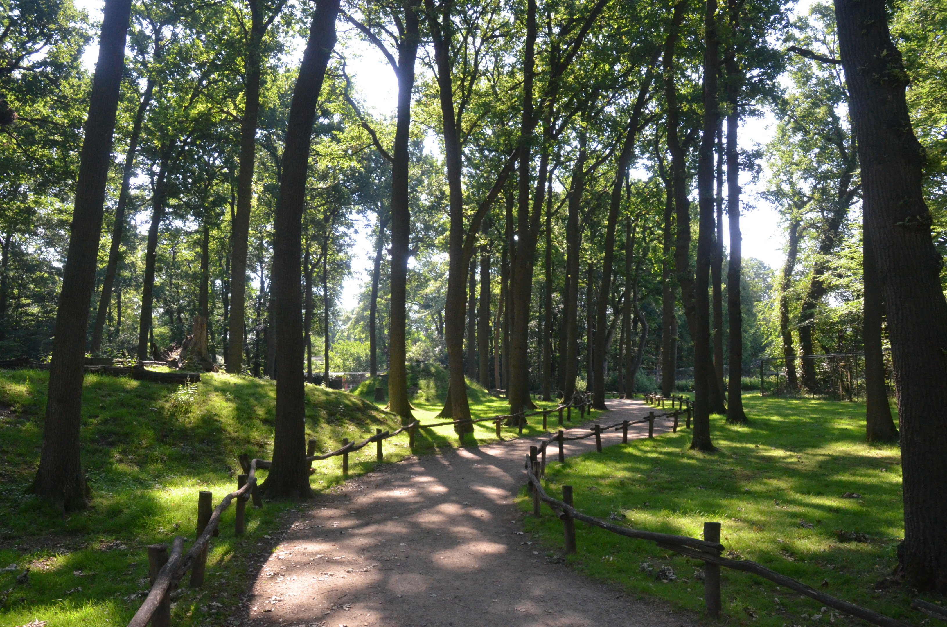 Barbary Macaque Walkthrough at Rheine, 18/06/19