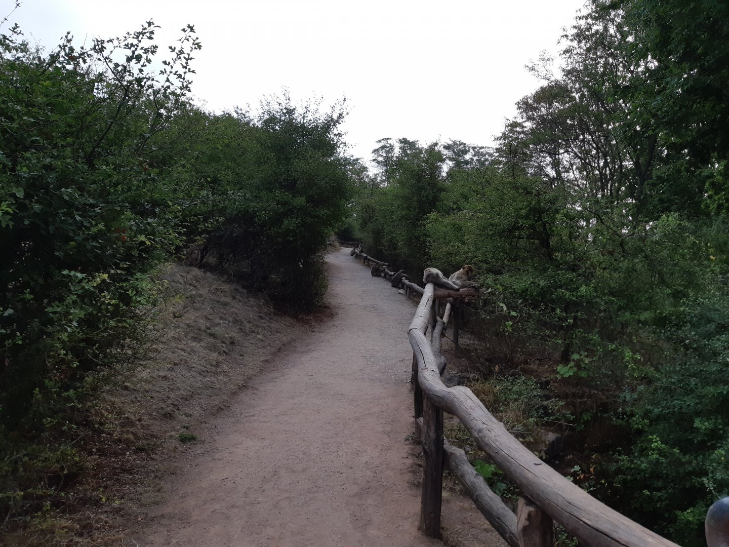 Barbary macaque walkthrough exhibit - Zoopark Erfurt