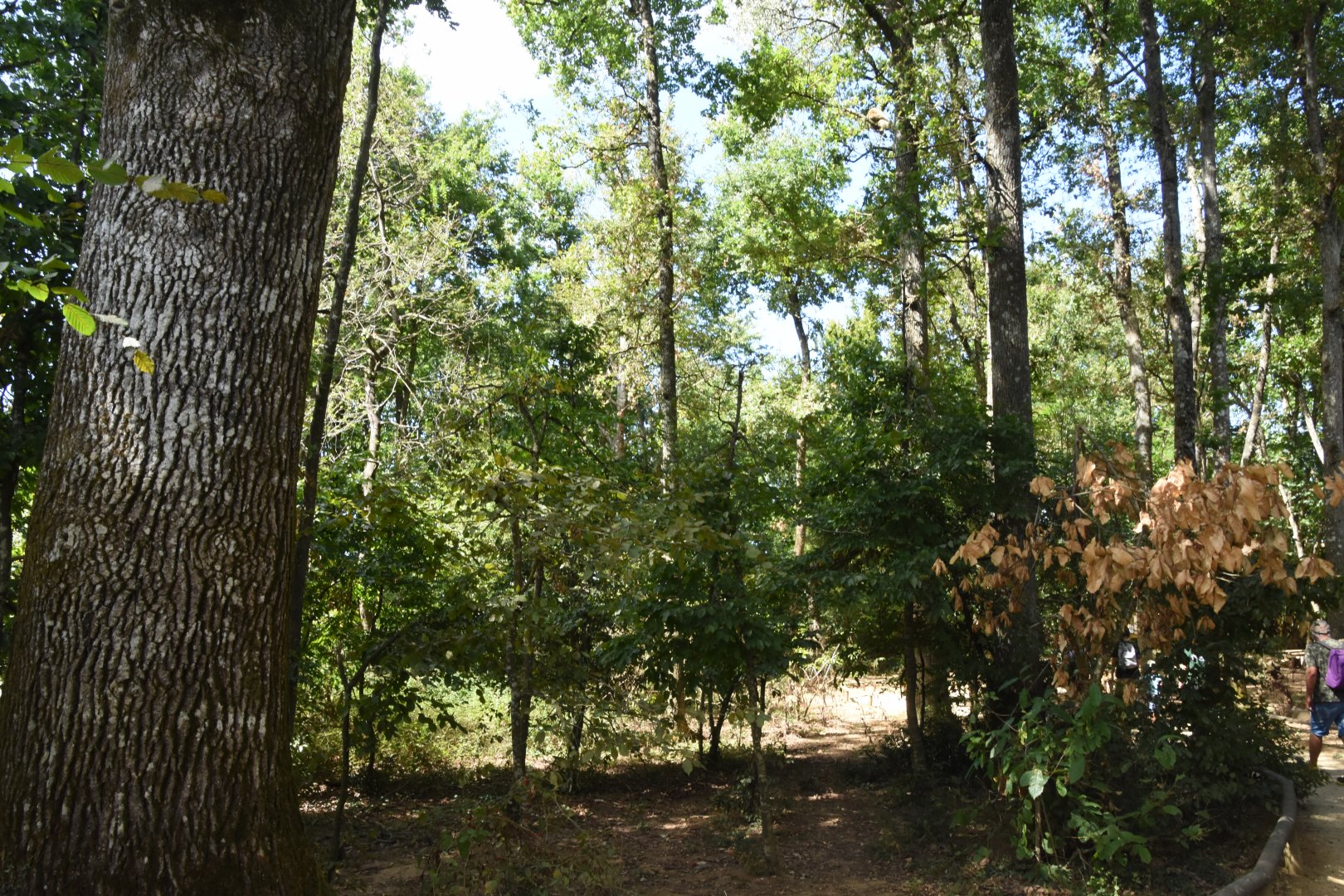 Barbary Macaque walkthrough