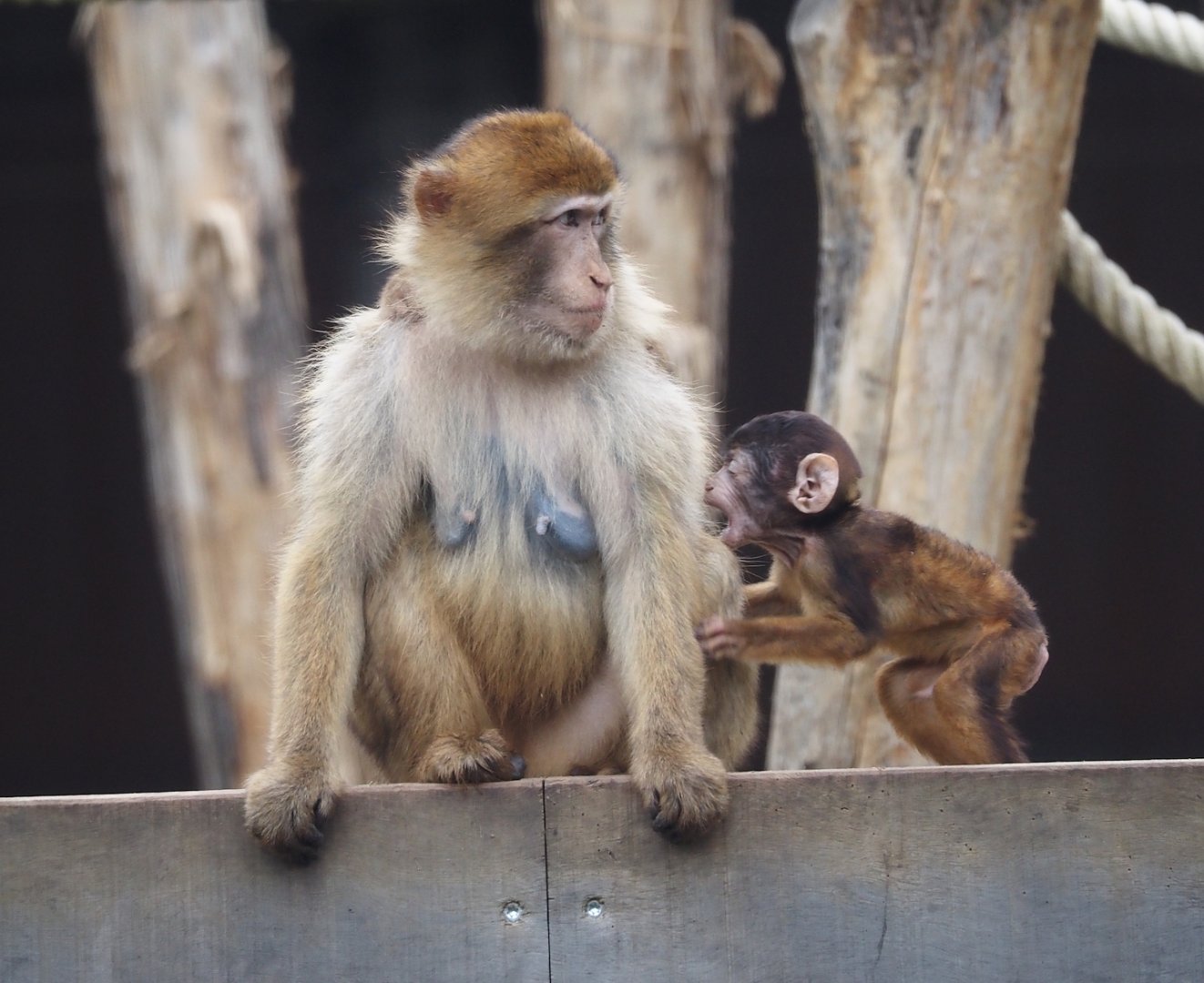 Barbary macaque with juvenile (Macaca sylvanus), 2025-10-29