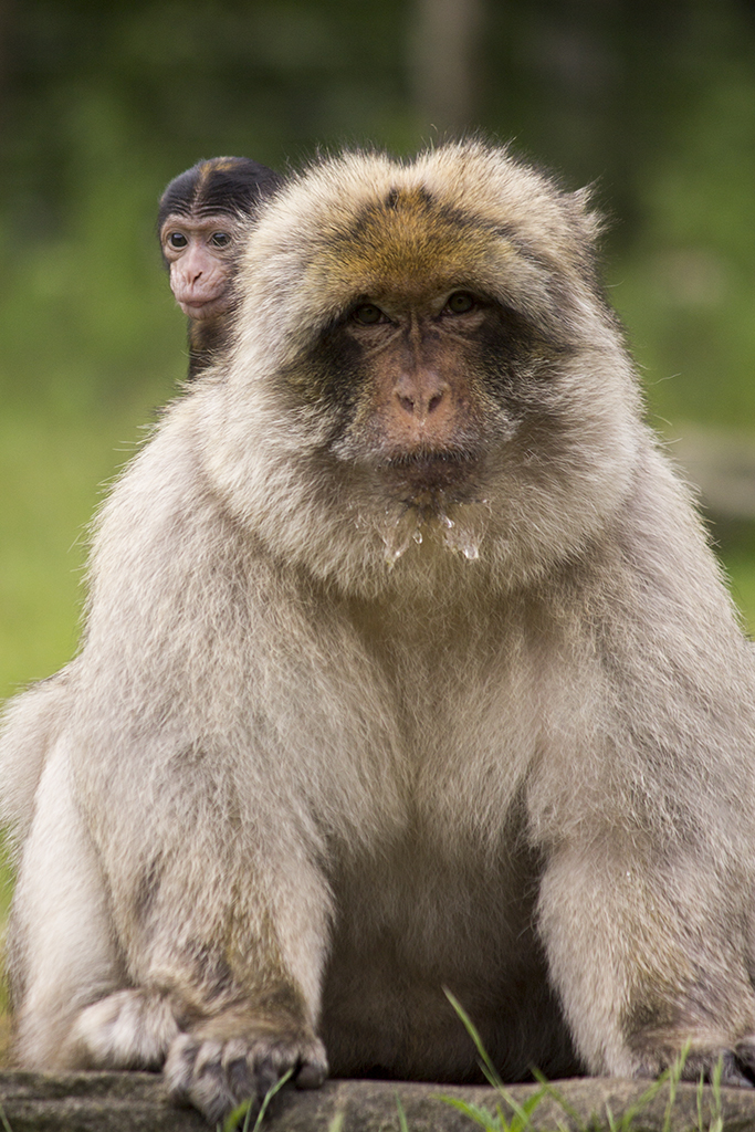 Barbary Macaque with young, 6/28/14