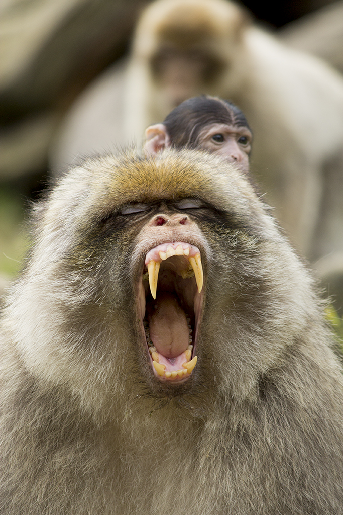 Barbary Macaque with young, 6/28/14
