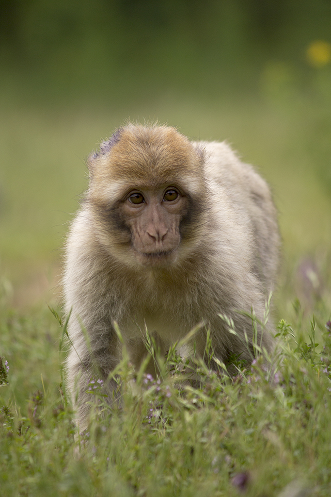 Barbary Macaque young, 6/28/14