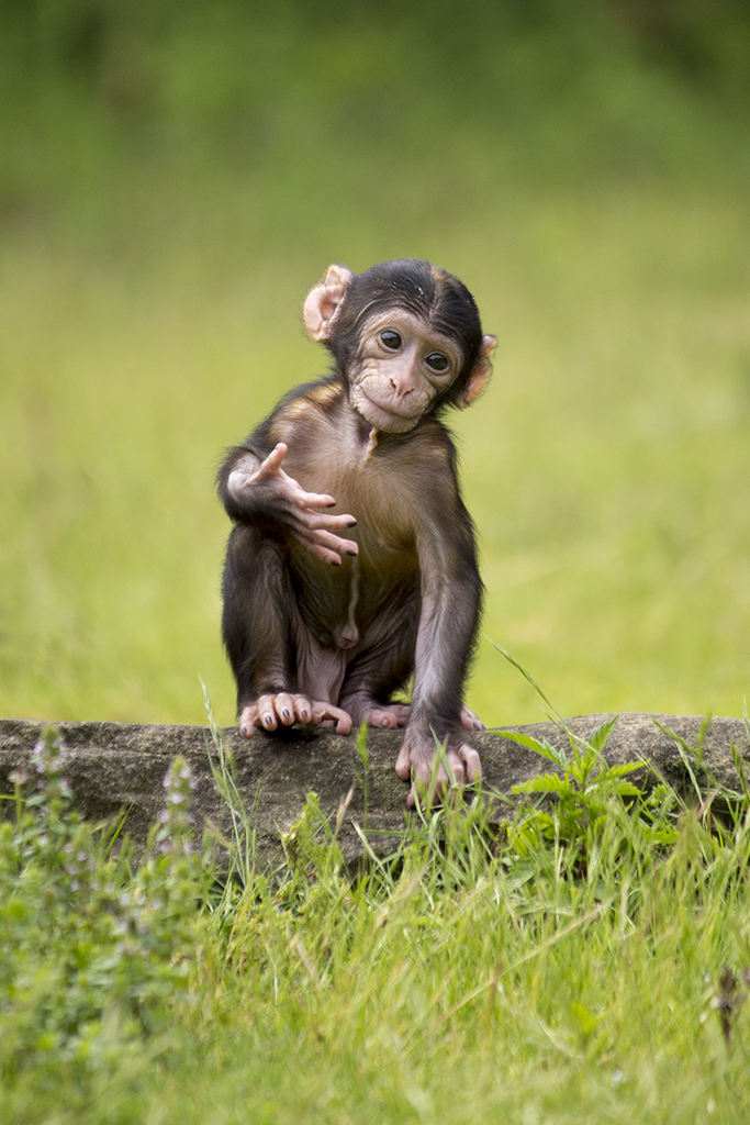 Barbary Macaque young, 6/28/14