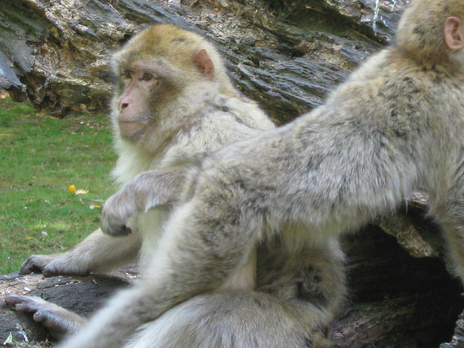 Barbary Macaque youngsters