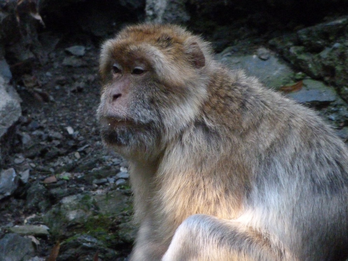 Barbary macaque -Zoo Praha (2025)