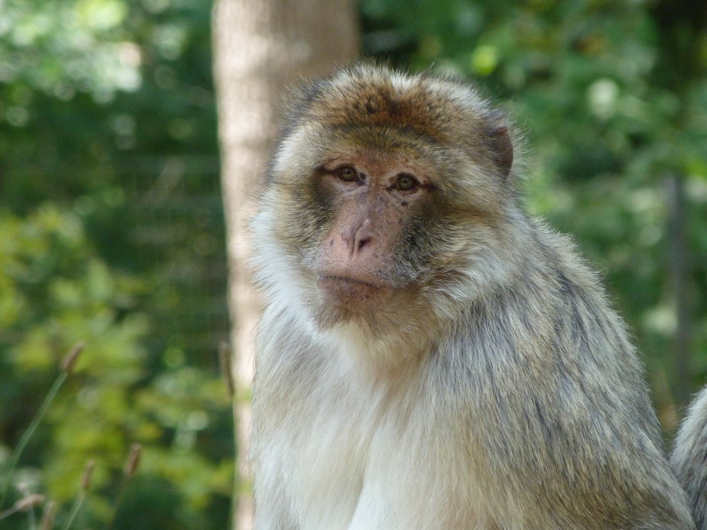 Barbary macaque -Zoodyssée (2025)
